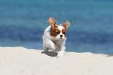 CAVALIER KING CHARLES 134